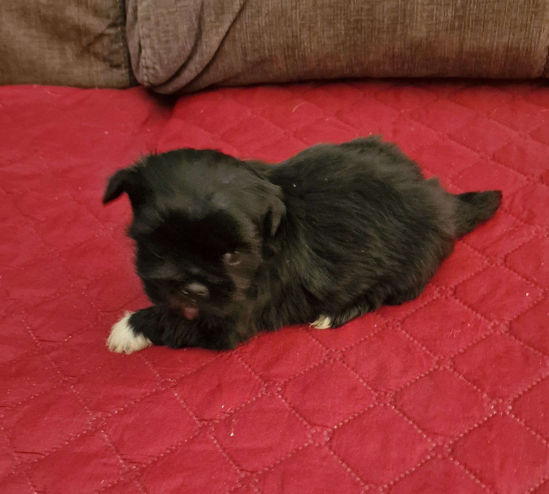 Macho Shih Tzu LOP e Afixo