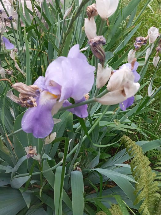 Хоста Ирисы высокие инизкорослые желтые