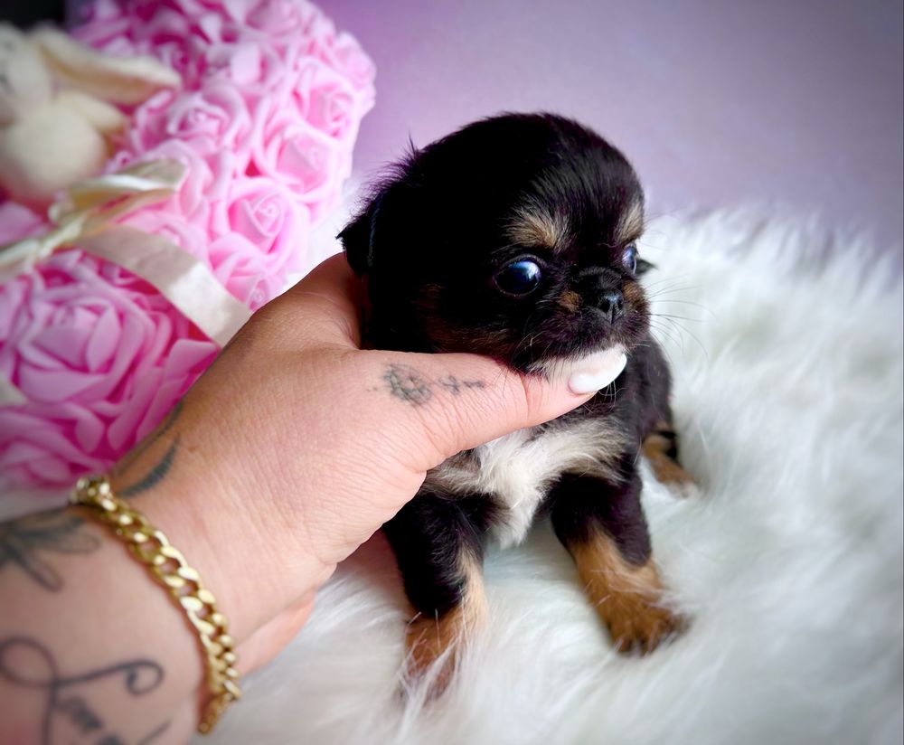 ***Xxs długowłosa laleczka chihuahua śliczna tri color dziewczynka***