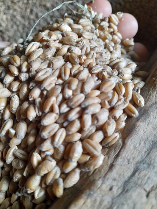 Sprzedam pszenicę wąsatkę i żyto ,pszenżyto