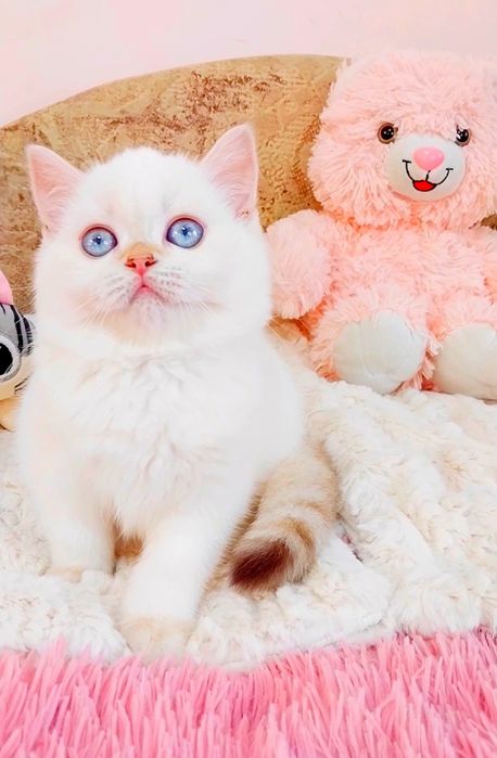 Лялькова дівчинка красунечка дорогоцінного окрасу