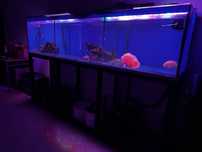 Aquario 2,60m com estrutura e filtros