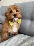 Cudowny piesek cavapoo