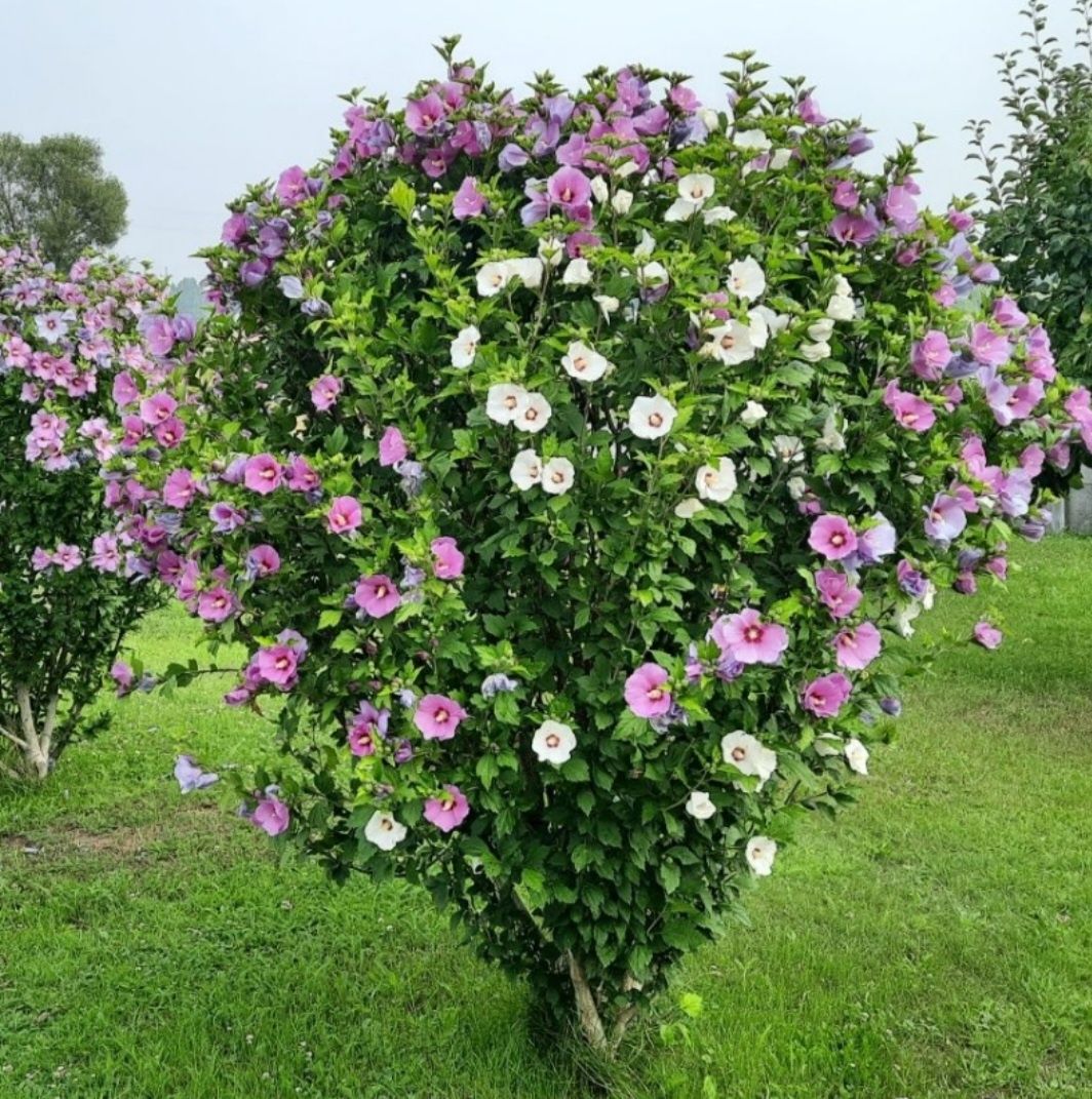 Róża chińska , hibiskus, ketmia mix kolorów