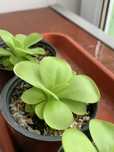 Жирянка Тіна (Pinguicula Tina)