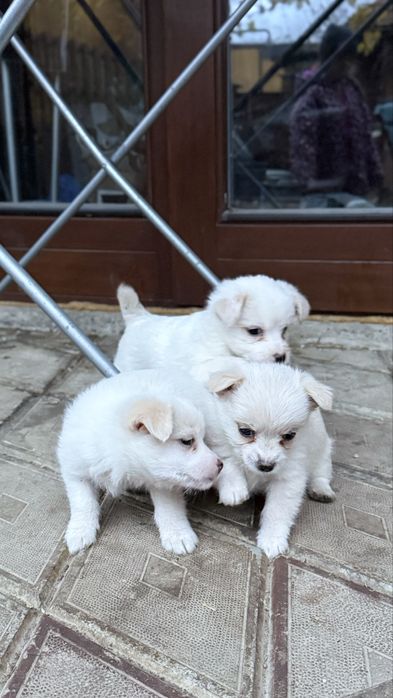 Собачки дворові, виростуть ~ 15 см