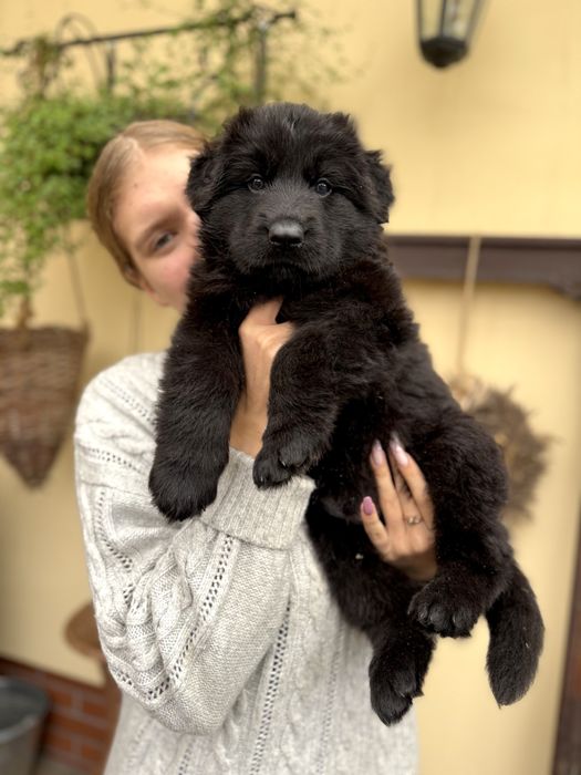 Owczarek Niemiecki Długowłosy - szczenię umaszczenie CZARNE