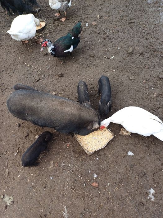 Porquinhos vietnamitas