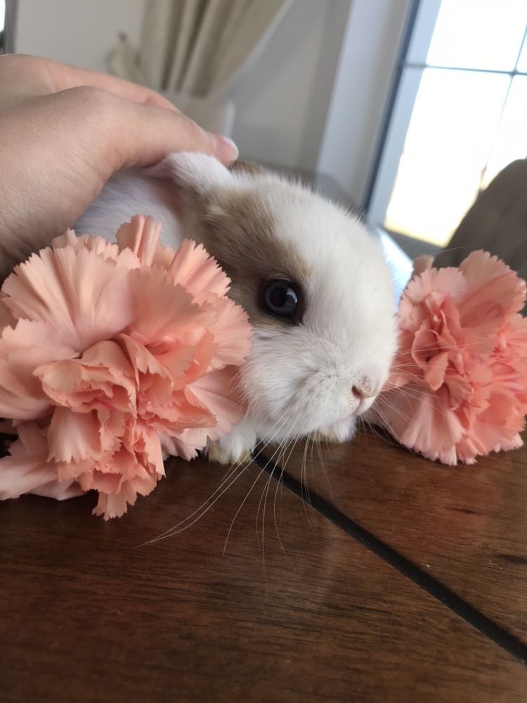 Królik karzełek teddy, mini lop plus wyprawka, bez zaliczki