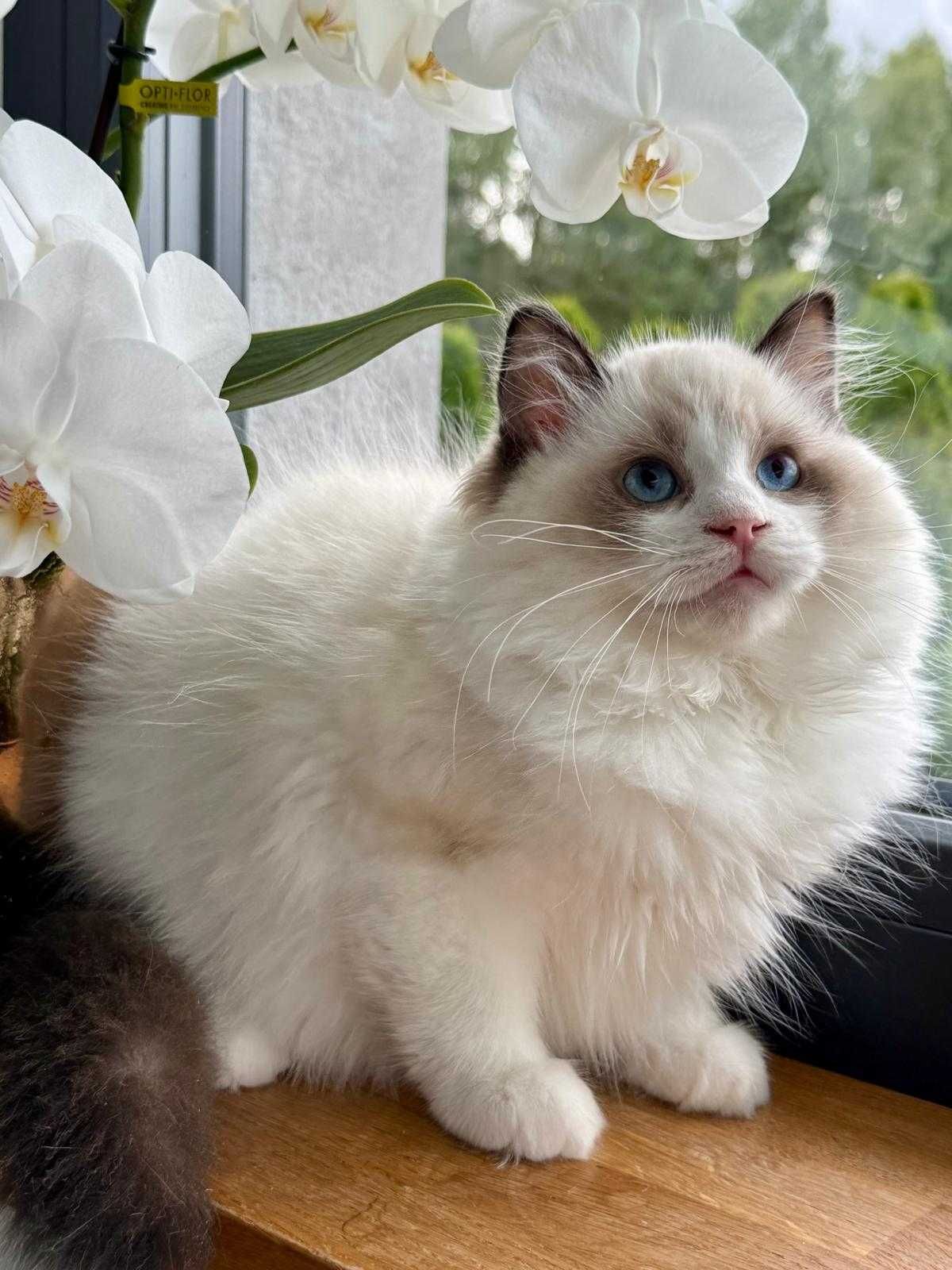Śliczny kocurek  RAGDOLL do odbioru