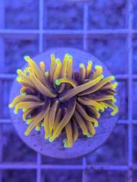 Euphyllia Indo Gold WYSIWYG #R6M2 koralowiec