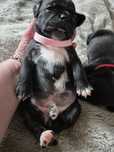 Staffordshire Bull Terrier