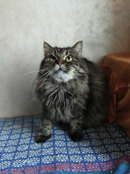 Пушистая красивая кошка Марфуша, 6-7 лет, стерилизована
