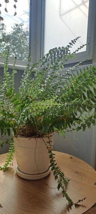 Папоротнік великий