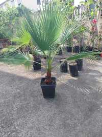 Palma Washingtonia Filifiera 120-140 cm! Wysylka