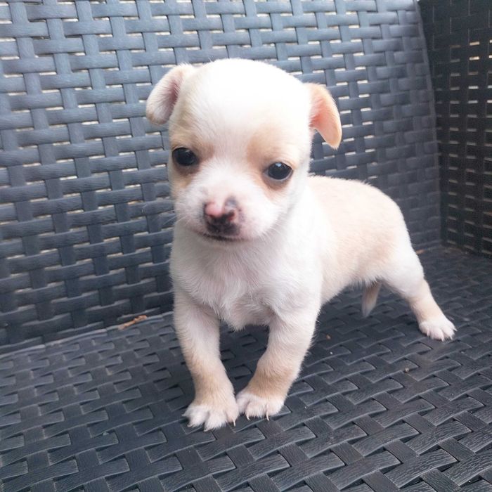 Chihuahua miniatura macho