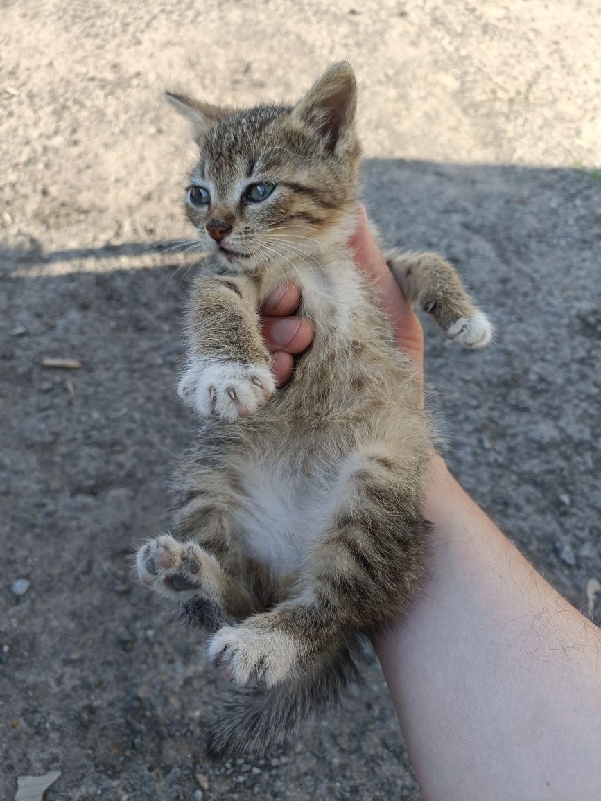 Віддам котика в добрі руки