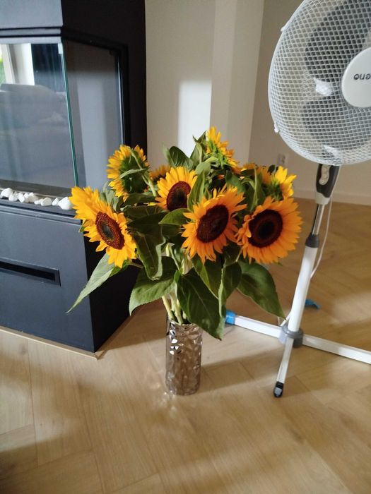 Słonecznik na kwiat Taiyo