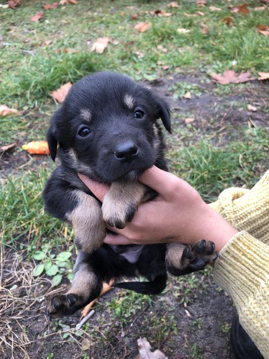 Віддам щеняток в добрі руки