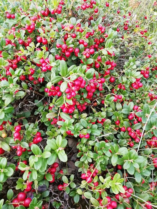 Брусниця сушена, карпатська (брусника)