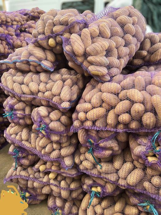 Продам картоплю велику харчову 3 тонни