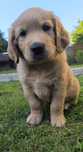 Śliczny Złoty Szczeniak Golden Retriever
