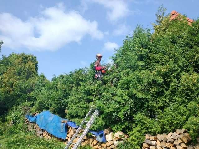 Wycinka drzew met. alpinistyczną, pielęg. krzewów, rębak, kosz. trawy.