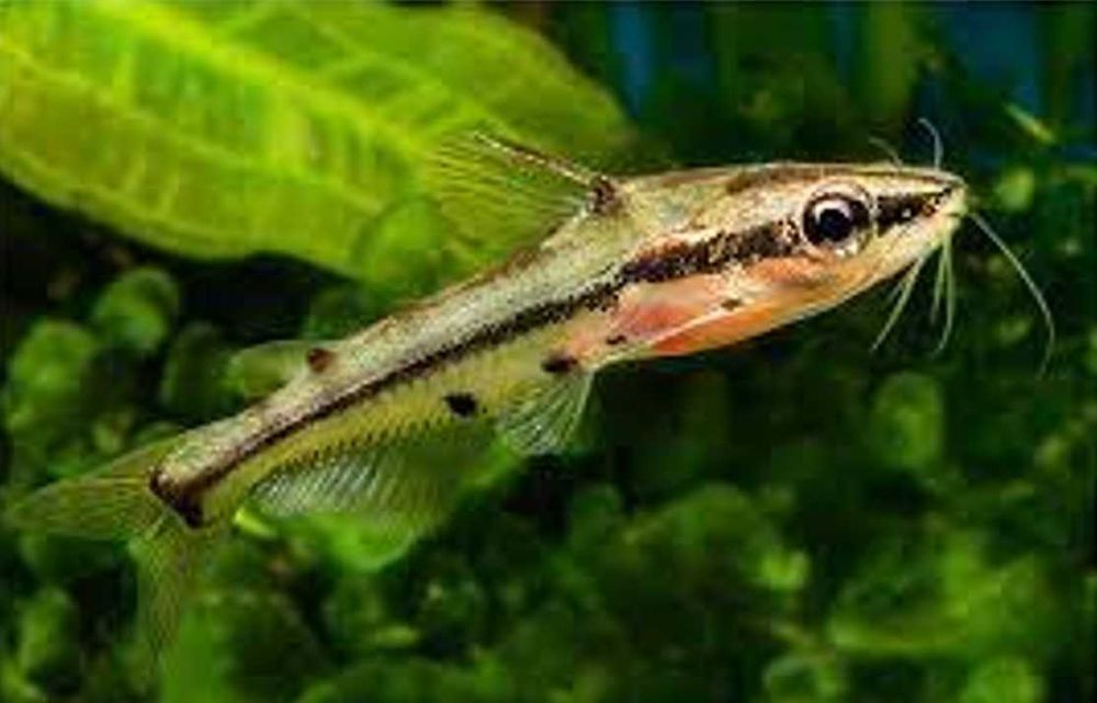 Kosatka karłowata - Sum ozdobny - Pelteobagrus ornatus - dowóz