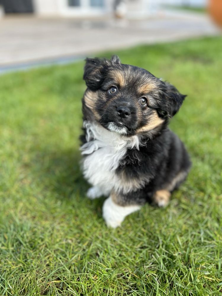 Cudowny szczeniaczek Chomis poleca się do adopcji