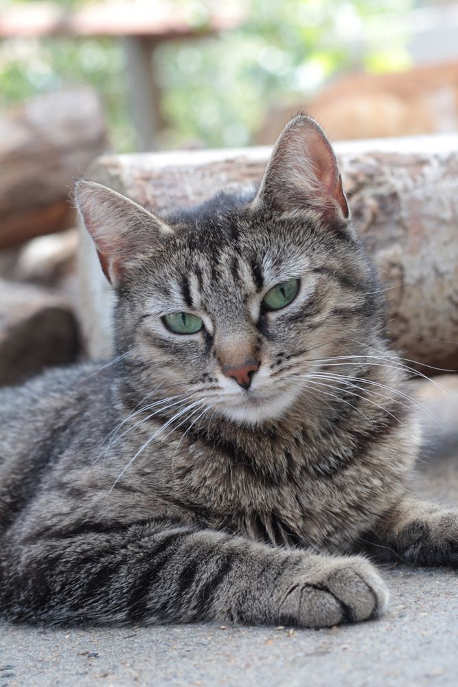 Piękna Jessi poleca się do adopcji
