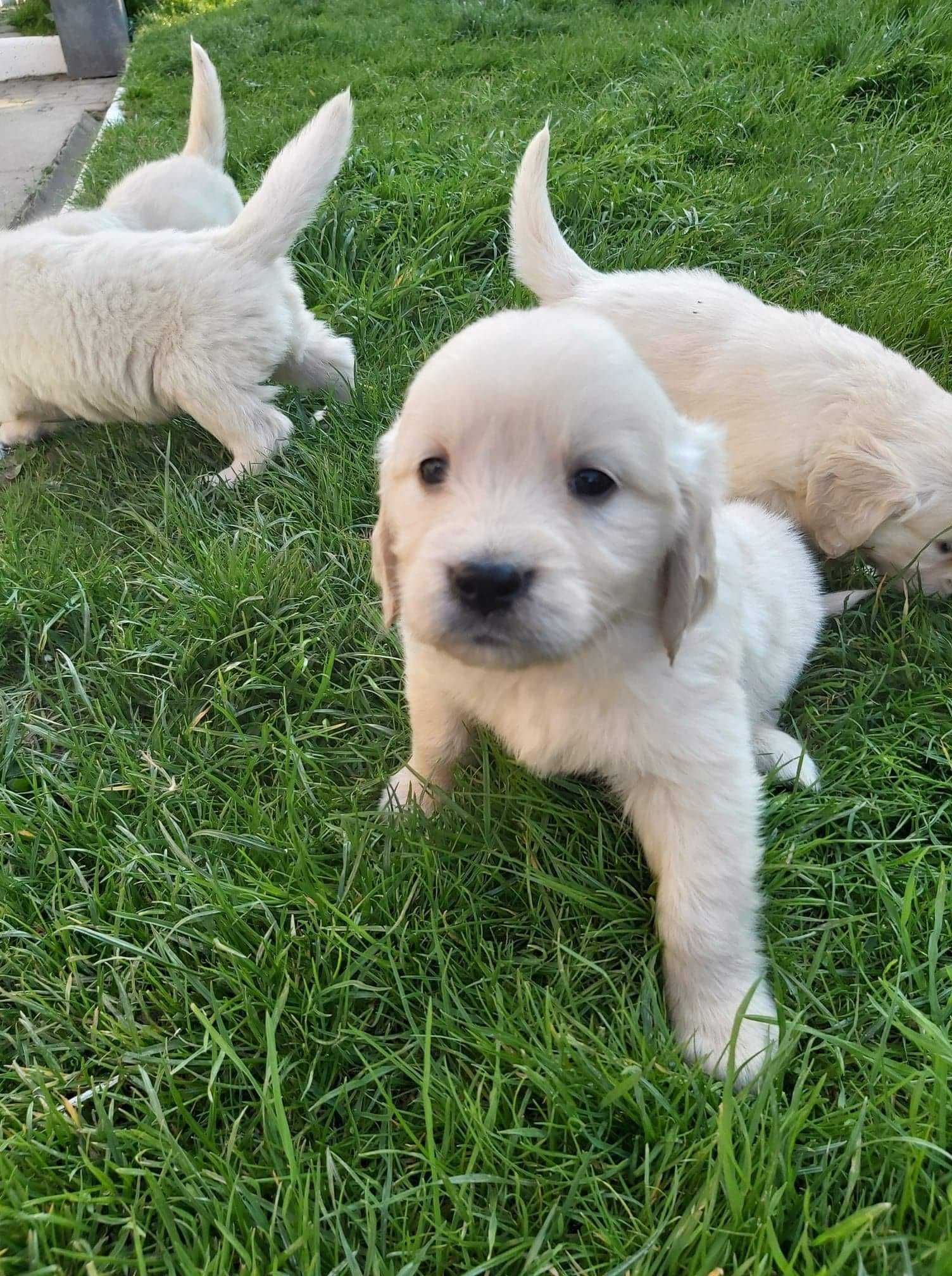 Zapowiedź miotu szczeniaków Golden Retriever ZHPR Siedliskowo