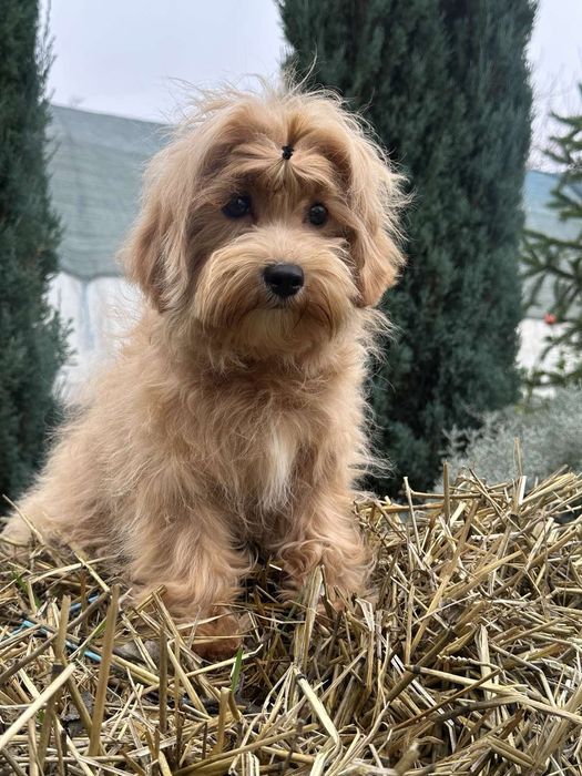 Шикарный мальчуган