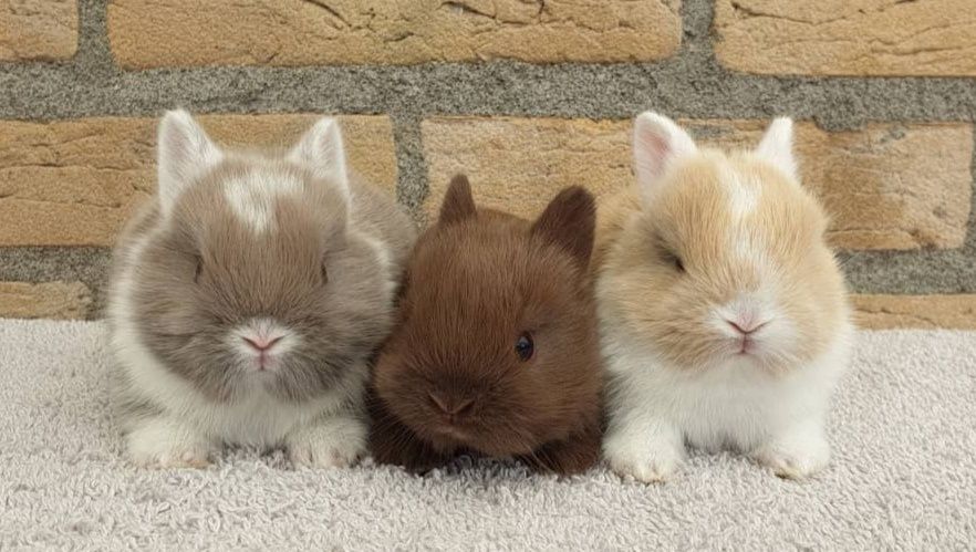 KIT Coelhos anões angorá e holandês mini muito dóceis