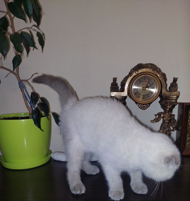 Котёнок Шотландский вислоухий Девочка.