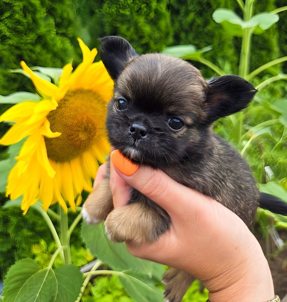 Mini Długowłosy Piesek Chihuahua