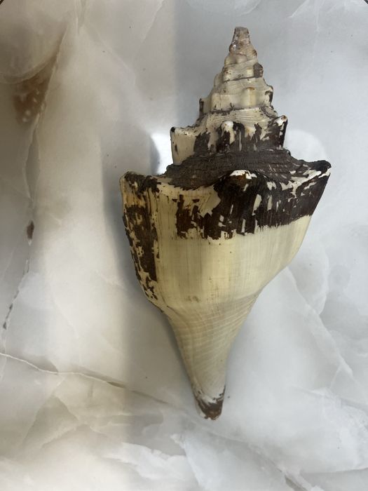 Дві океанські раковини (ракушки) та морська тигрова мушля