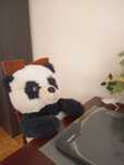 Duży misio, Panda 95cm