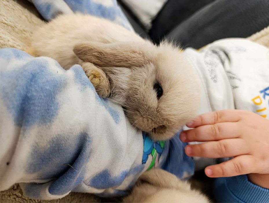 Królik miniaturka króliki mini lop