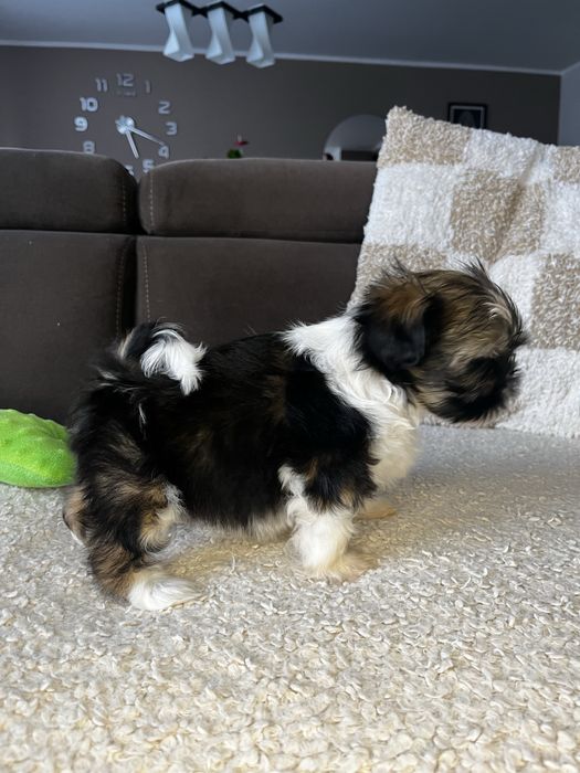 Suczka Shih Tzu Gotowa Do Odbioru