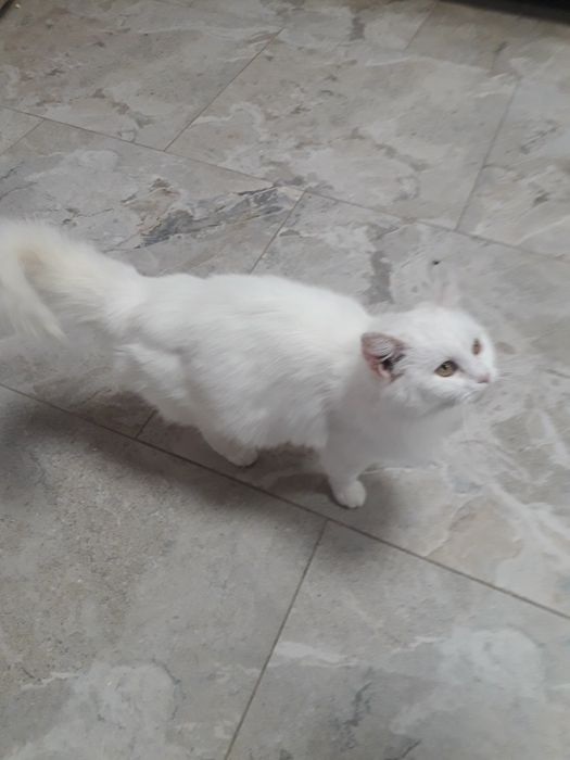 Віддаю в добрі руки