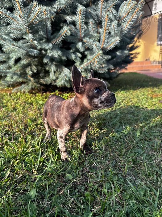 Продається  французик ТЕРМІНОВО!