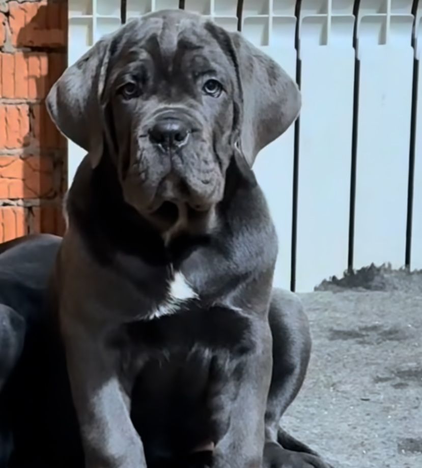 Елітні Cane corso сірого чорного забарвлення-від розплідника)