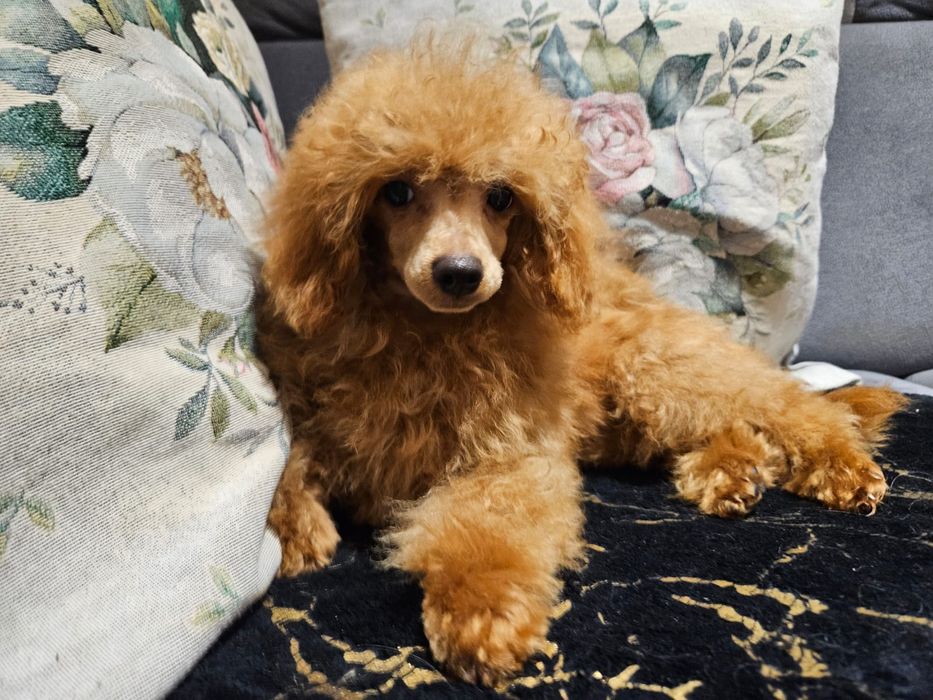 Pies pudel toy szczenię