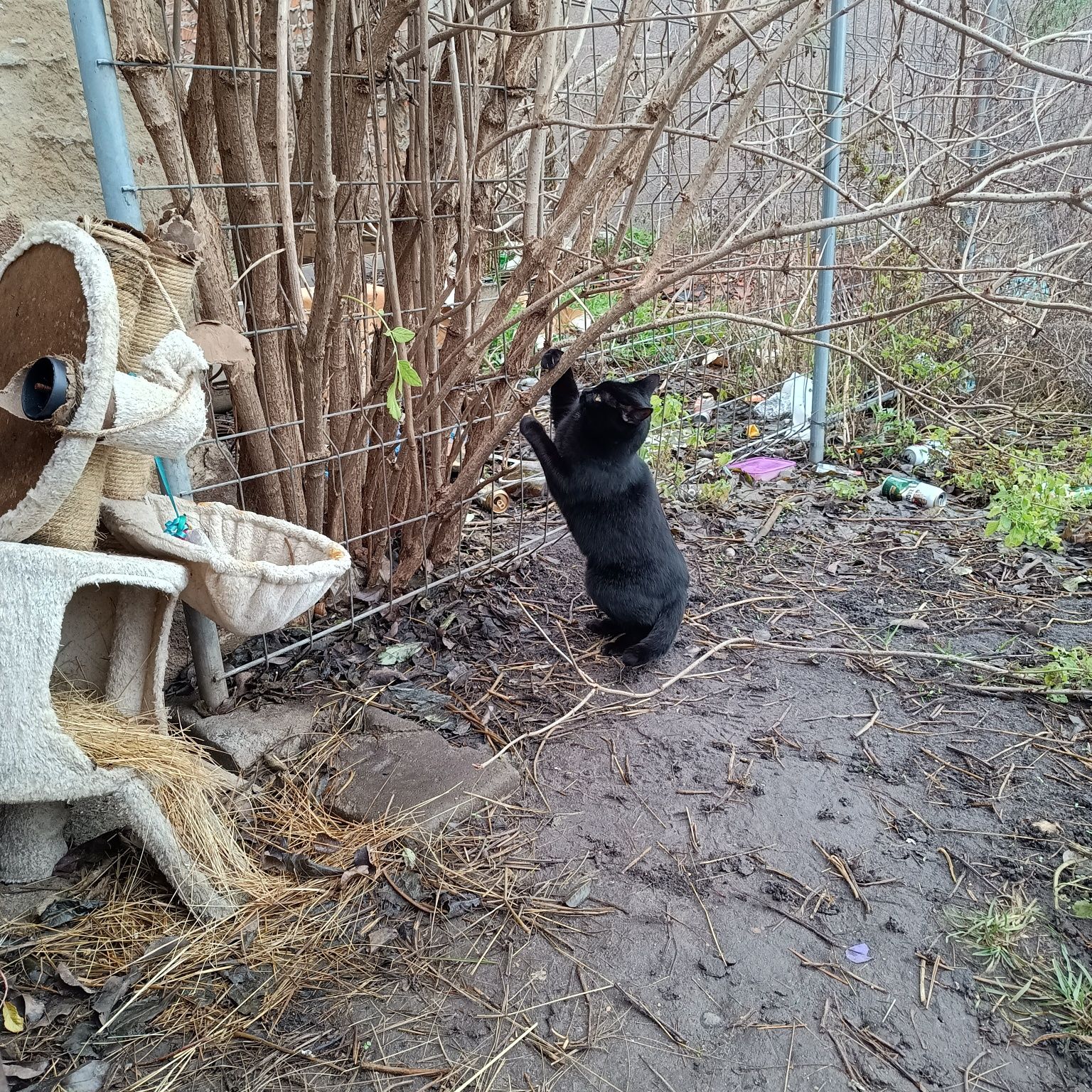 Maluczki kot do adopcji