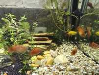 Platys para venda ou troca
