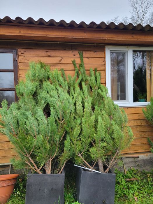 Ёлка Ялинка Сосна Кримська новый год