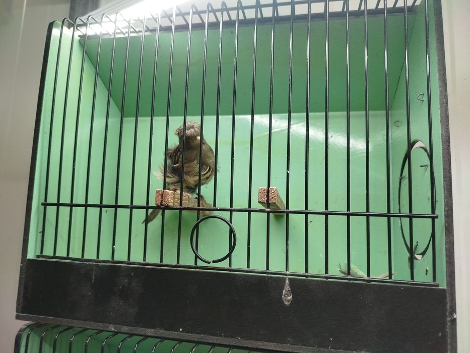 Casal canários Fiorinos