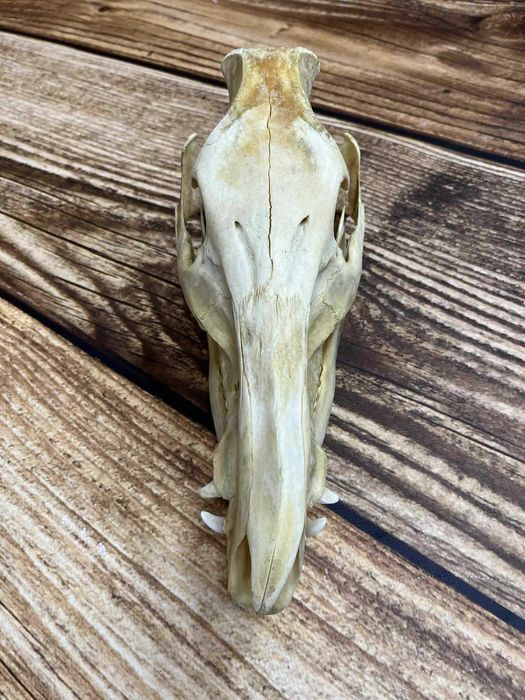 Czaszka dzika trofeum trofea myśliwskie uzębiona czaszka