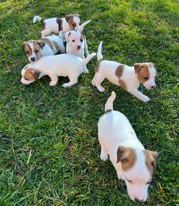 Sprzedam suczkę Jack russell terrier