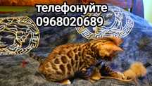 Бенгальські кошенята з родоводом та офіційними документами